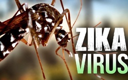 Virus Zika có hình thù như thế nào?