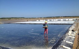 95.000 tấn muối tại Cần Giờ đã được đăng ký mua