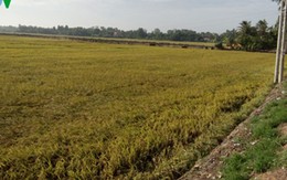 Tiền Giang: Lúa hè thu rớt giá, doanh nghiệp “bẻ kèo” nông dân