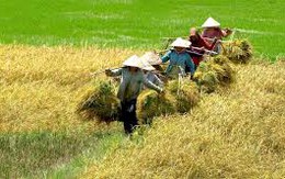 Chuyên gia kinh tế Phạm Chi Lan: Không thể để nông nghiệp mãi thiệt thòi!