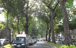 300 cây xanh cổ thụ giữa trung tâm sắp bị đốn hạ, dân Sài Gòn tiếc nuối