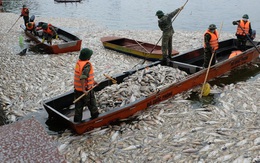 Gần 80 tấn cá chết được thu gom, chưa bao giờ Hồ Tây chết nhiều cá đến thế!
