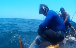 Đáy biển Quảng Bình: Cá chết không thấy, cá sống lèo tèo