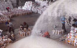 'Loay hoay' tìm đường tiêu thụ hơn 1 triệu tấn gạo tồn kho