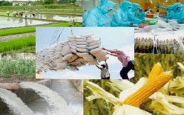 Vì sao nông sản Việt vẫn chưa được gọi tên trên thị trường thế giới?