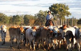 Úc tạm ngưng xuất trâu, bò sang Việt Nam
