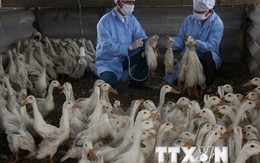 Iraq kéo dài lệnh cấm nhập gia cầm từ Việt Nam do cúm H5N1