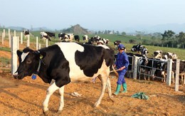 Gần 120 nhà đầu tư mua hết sạch cổ phần đấu giá của Tổng Công ty Chăn nuôi Việt Nam