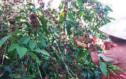 Dân trồng cà phê ở Tây Nguyên mất trắng vụ 2016 do hạn nặng?