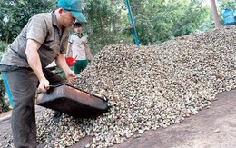 Giá điều tăng kỷ lục: Nông dân lại "được giá mất mùa"