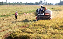 Nông dân mất tiền tỷ vì bán lúa sớm