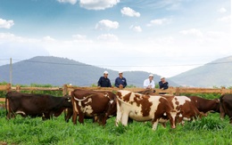 Vinamilk chuẩn bị khánh thành trang trại bò sữa Organic chuẩn Châu Âu đầu tiên tại Việt Nam