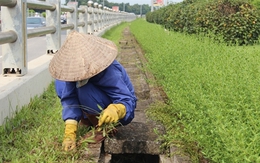 Muốn thành "tỷ phú", hãy hành nghề cắt cỏ dọc đại lộ Thăng Long