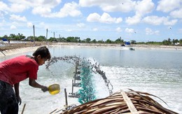 Ông chủ nhiệm hợp tác xã nuôi tôm kiểu mới giúp xã viên thu tiền tỷ