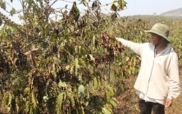 Hơn 100.000 ha cà phê Tây Nguyên nguy cơ 'hóa củi'