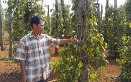 Hơn 42.300ha cây trồng ở Đắk Lắk bị thiệt hại do hạn hán