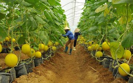Gỡ "nút thắt" về vốn cho nông nghiệp công nghệ cao tại Việt Nam