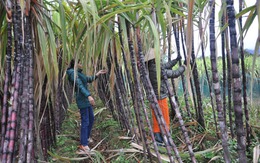 Thêm một người có liên quan lãnh đạo Mía đường Thành Thành Công Tây Ninh giao dịch "chui" cổ phiếu SBT