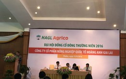 Nếu không được Nhà nước hỗ trợ, HAGL Agrico sẽ bán đi 20.000 ha cao su, đã có đối tác Trung Quốc "nhắm"