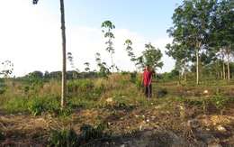 Bình Phước: Phát hiện gần 10.000 ha đất bị lấn chiếm trái phép