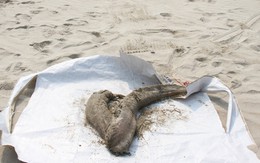 Đà Nẵng xác định cá chết trôi dạt vào bờ là bình thường