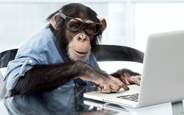 [Câu chuyện cuối tuần] Hiệu quả đầu tư của bạn có bằng một chú khỉ?