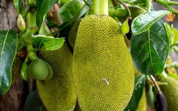 Việt Nam đang sở hữu một loại quả được mệnh danh là "cứu tinh của thế giới"