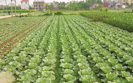 Gần 29,5 tỉ đồng cho sản xuất vùng rau an toàn Hà Nội