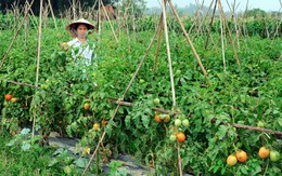 Giá cà chua tăng kỷ lục vì dịch bệnh hoành hành