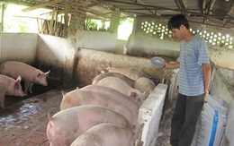 Bán lợn ồ ạt:  'Trung Quốc dừng mua là chết!'