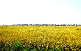 Lúa tuột giá, nông dân bế tắc thu hoạch