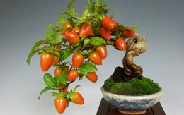 Mãn nhãn ngắm loạt cây bonsai ăn quả mang nhiều tài lộc