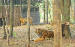 Vingroup lên tiếng về thông tin hàng ngàn thú chết ở Vinpearl Safari Phú Quốc