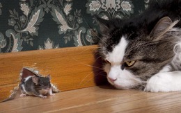 Bí quyết đầu tư: Mèo nhỏ bắt chuột như thế nào?