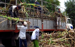 Lo thiếu nguyên liệu vì hạn, mặn