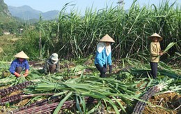 Ngành mía đường: Nghiên cứu phải gắn với sản xuất và thương mại