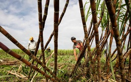 Mía đường Thành Thành Công Tây Ninh đăng ký bán hết 21 triệu cổ phiếu Đường Biên Hòa