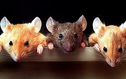 Câu chuyện ba con chuột ăn trộm mỡ: Làm việc nhóm mà không tin nhau thì khác gì kéo nhau cùng chết