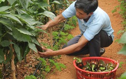 Vườn ớt “khủng” cho thu nhập cao tại Đà Lạt