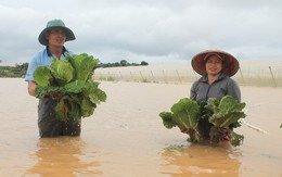 Lũ nhấn chìm hoa màu, nhà cửa... gây thiệt hại hàng tỷ đồng ở Lâm Đồng