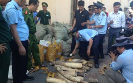 Rầm rộ nhập lậu ngà voi vào Việt Nam