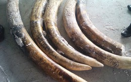 Nửa tấn ngà voi giá 20 tỷ đồng trong ruột gỗ