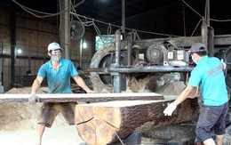 Doanh nghiệp Trung Quốc tràn sang thu mua gỗ nguyên liệu