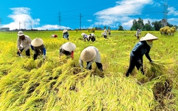 Năng suất nông nghiệp Việt Nam chưa bằng một nửa Hàn Quốc, Trung Quốc cách đây 30 năm