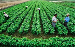 Đất đai: 'Bài toán khó' để nông nghiệp giữ chân DN