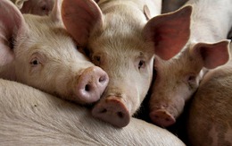 Từng bị ví von là “Thịt Lợn Thiu”, cổ phiếu Upcom này đã tăng gấp cả chục lần