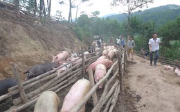 Tái xuất khẩu lợn hơi sang Trung Quốc