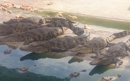 'Ôm' cá sấu chờ thời