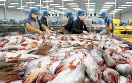 Cẩn trọng khi tăng xuất khẩu cá tra sang Trung Quốc