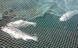 Hôm nay báo cáo Bộ TN&MT về vụ cá chết ở Thanh Hóa